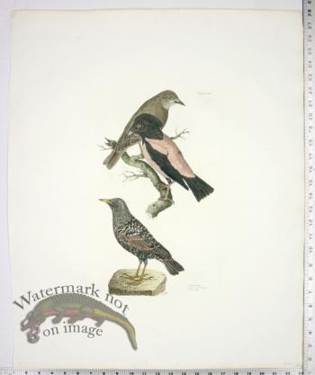 Starling, Male; Rose Coloured Pastor; D. Young